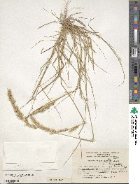 Image of Pappophorum philippianum