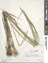 Image of Setaria geminata