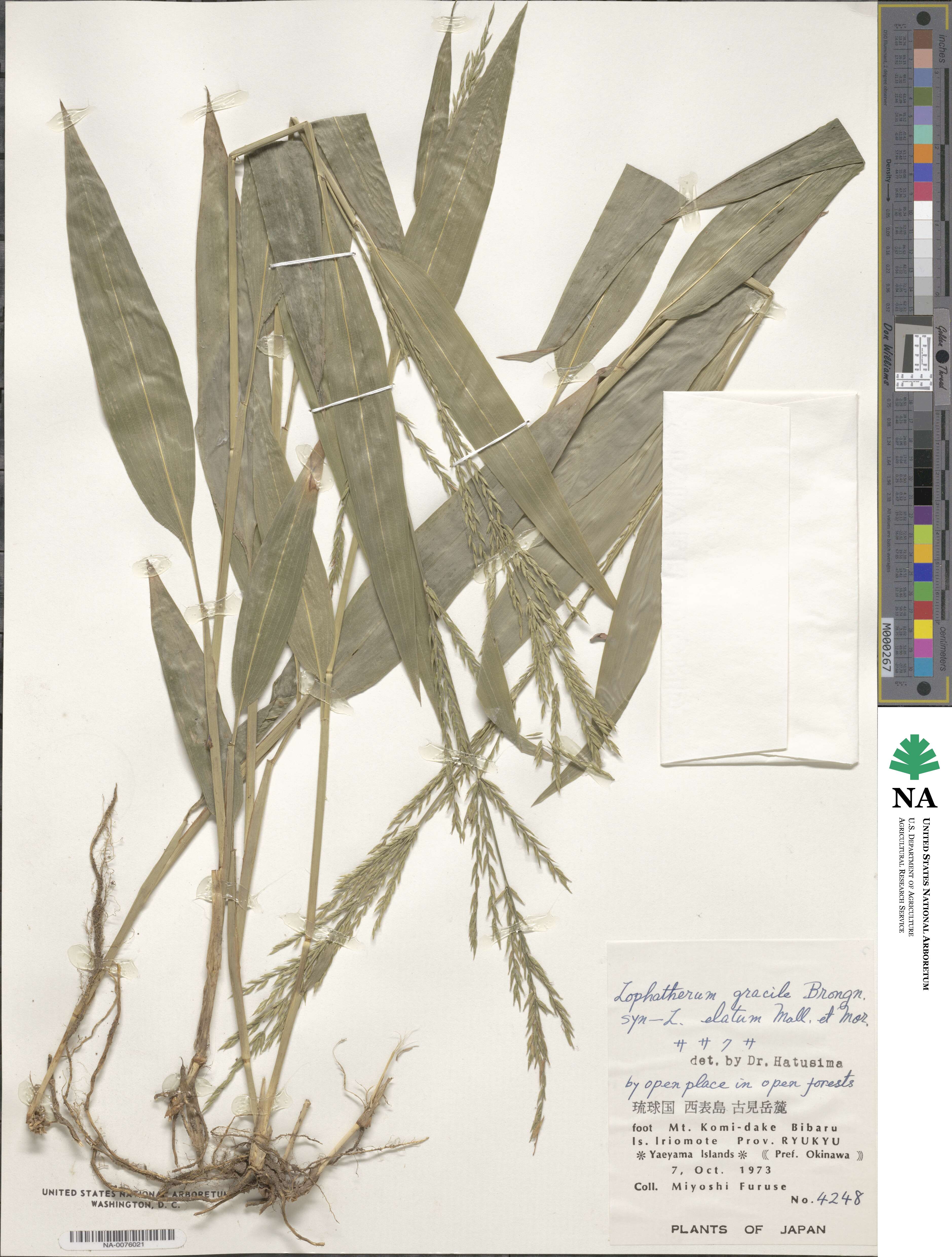 Lophatherum gracile image