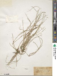 Image of Luziola peruviana