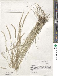 Muhlenbergia phleoides image