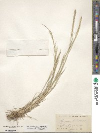 Muhlenbergia phleoides image