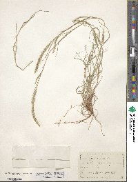 Muhlenbergia phleoides image