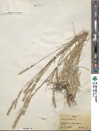 Muhlenbergia phleoides image