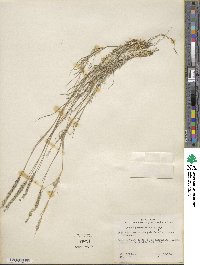 Muhlenbergia phleoides image