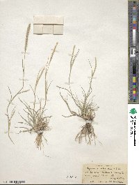 Muhlenbergia phleoides image