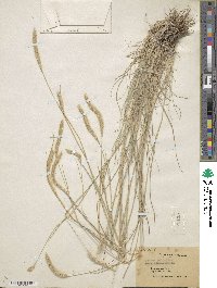 Muhlenbergia phleoides image