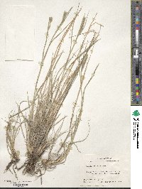 Muhlenbergia phleoides image