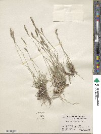 Muhlenbergia phleoides image