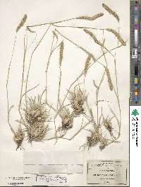 Muhlenbergia phleoides image