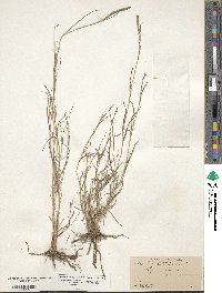 Muhlenbergia phleoides image