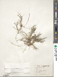 Muhlenbergia phleoides image