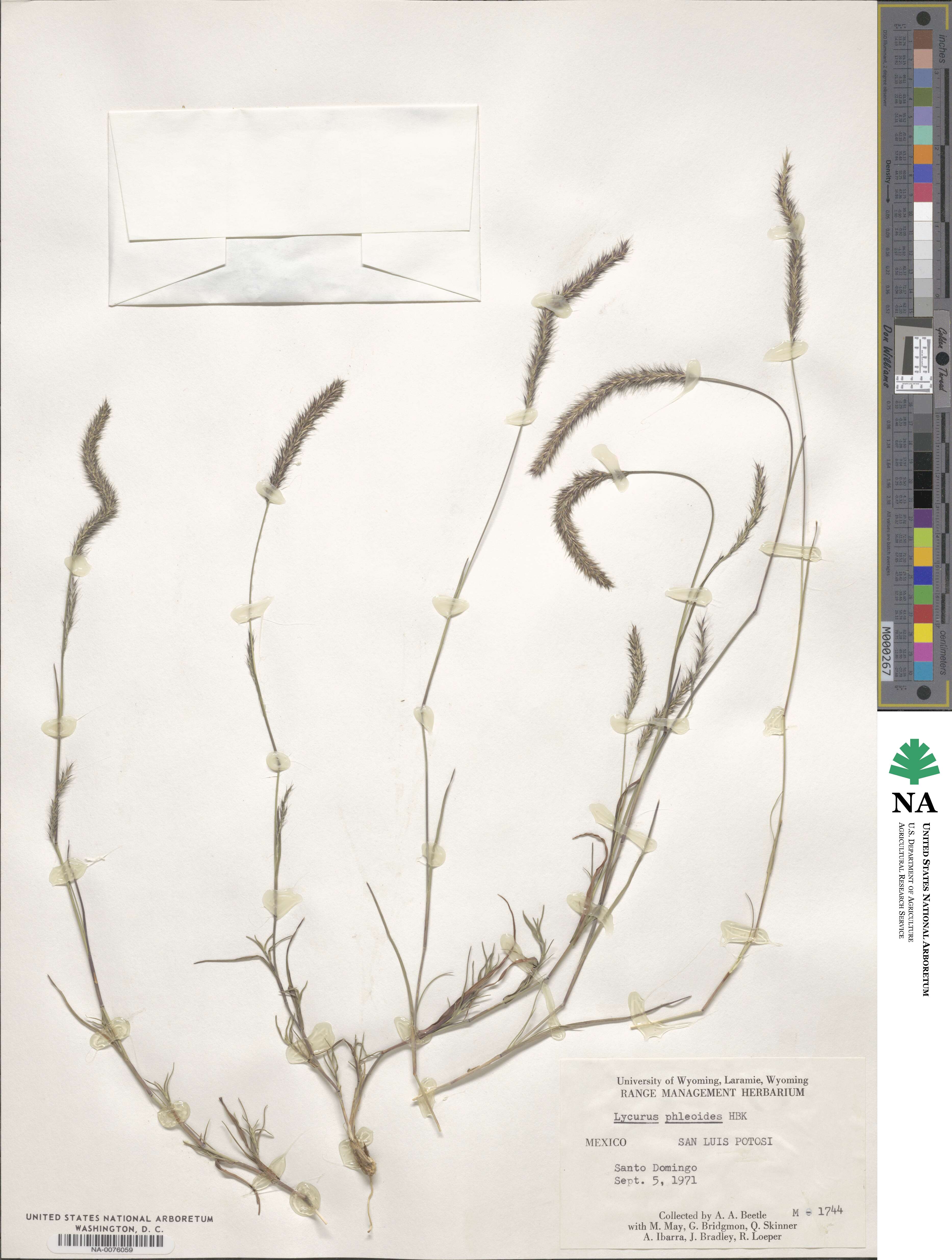 Muhlenbergia phleoides image