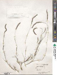 Muhlenbergia phleoides image