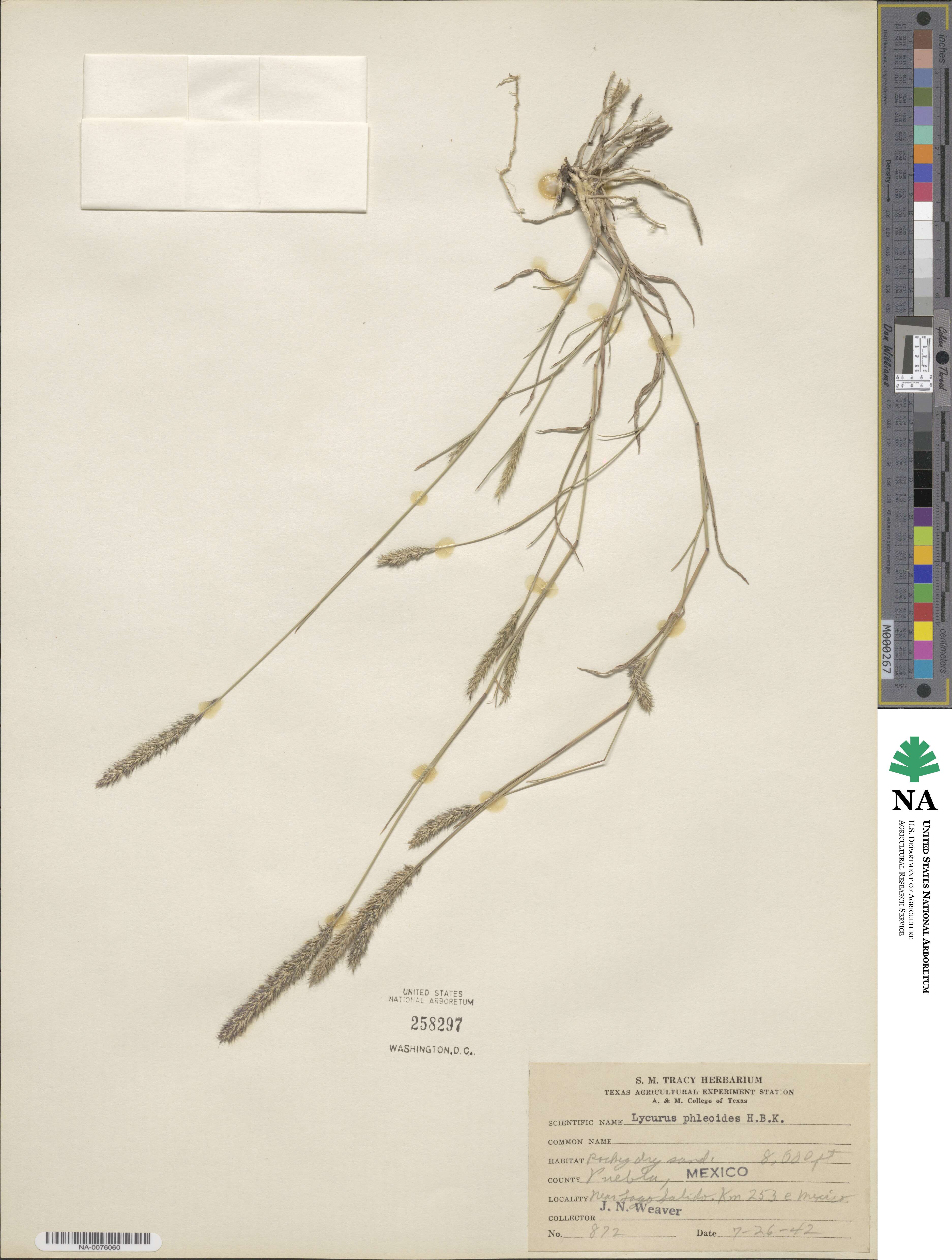 Muhlenbergia phleoides image