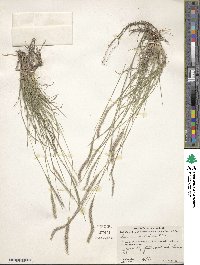 Muhlenbergia phleoides image