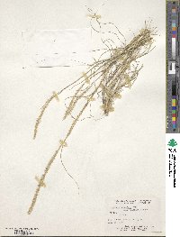 Image of Muhlenbergia alopecuroides