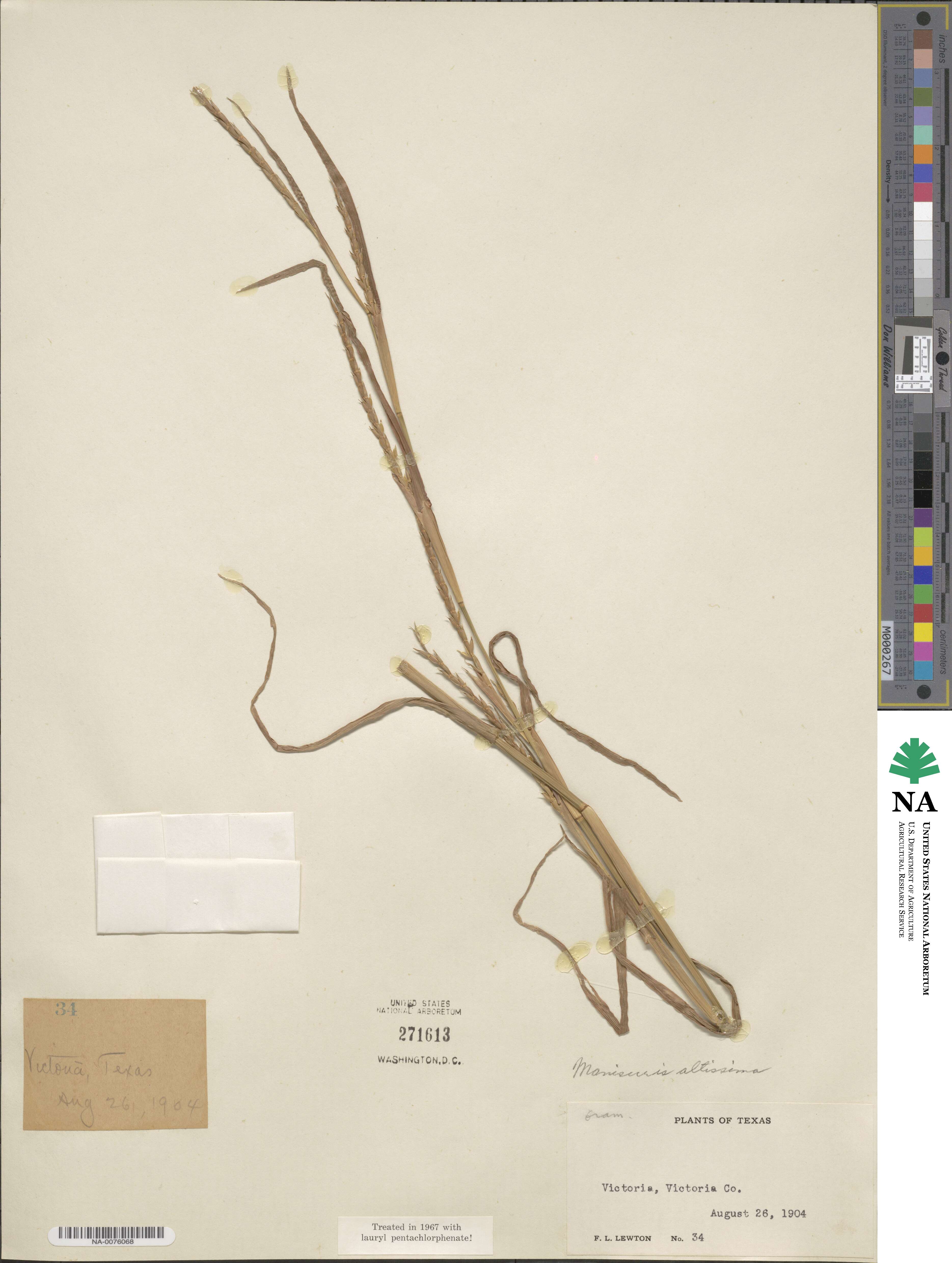 Hemarthria altissima image