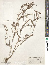 Hackelochloa granularis image