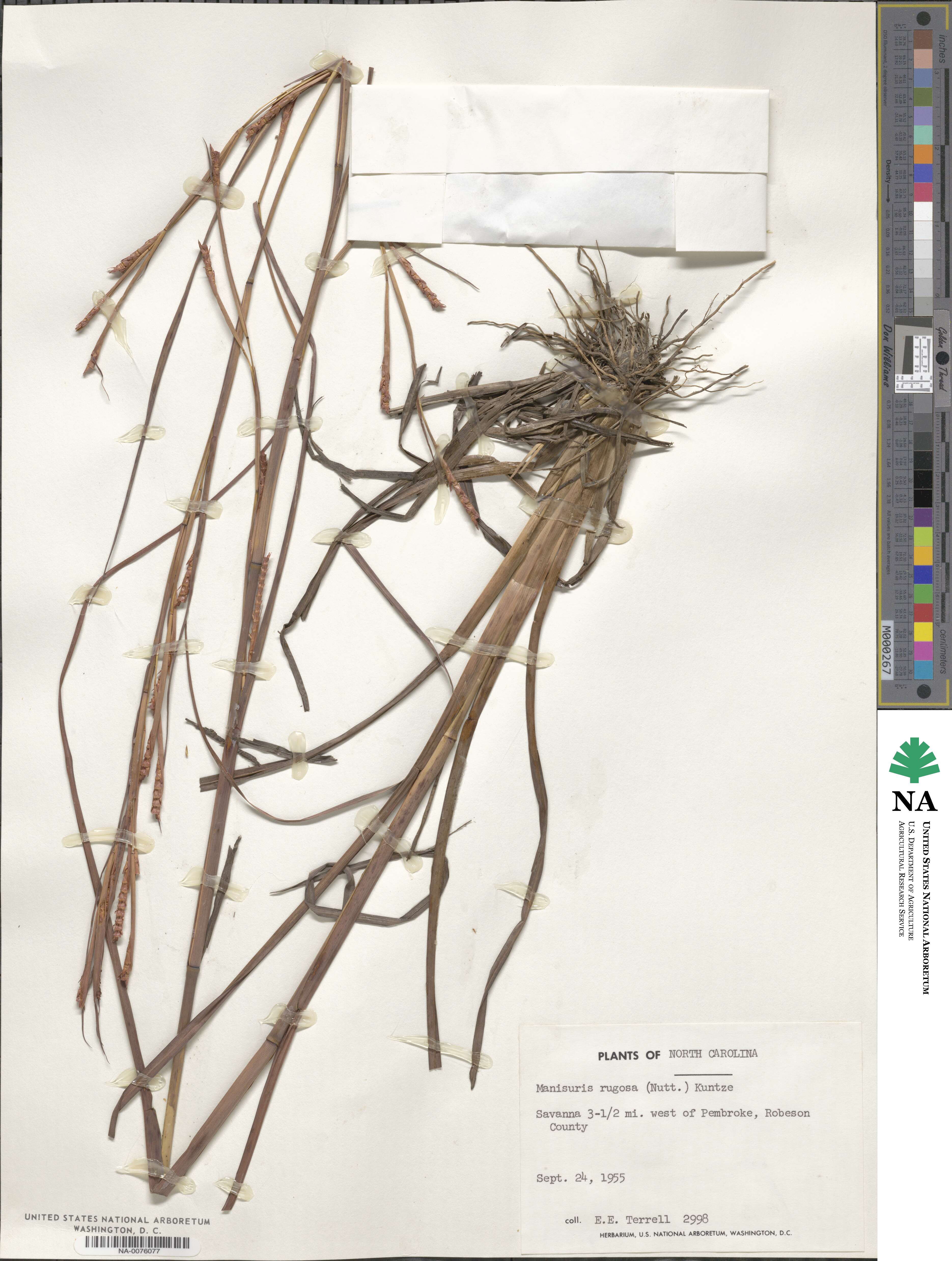 Rottboellia rugosa image