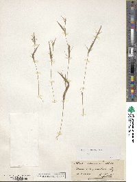 Hackelochloa granularis image