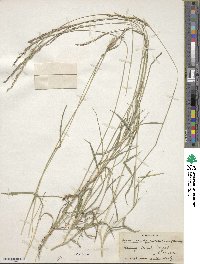 Phacelurus speciosus image