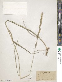 Melica bulbosa image