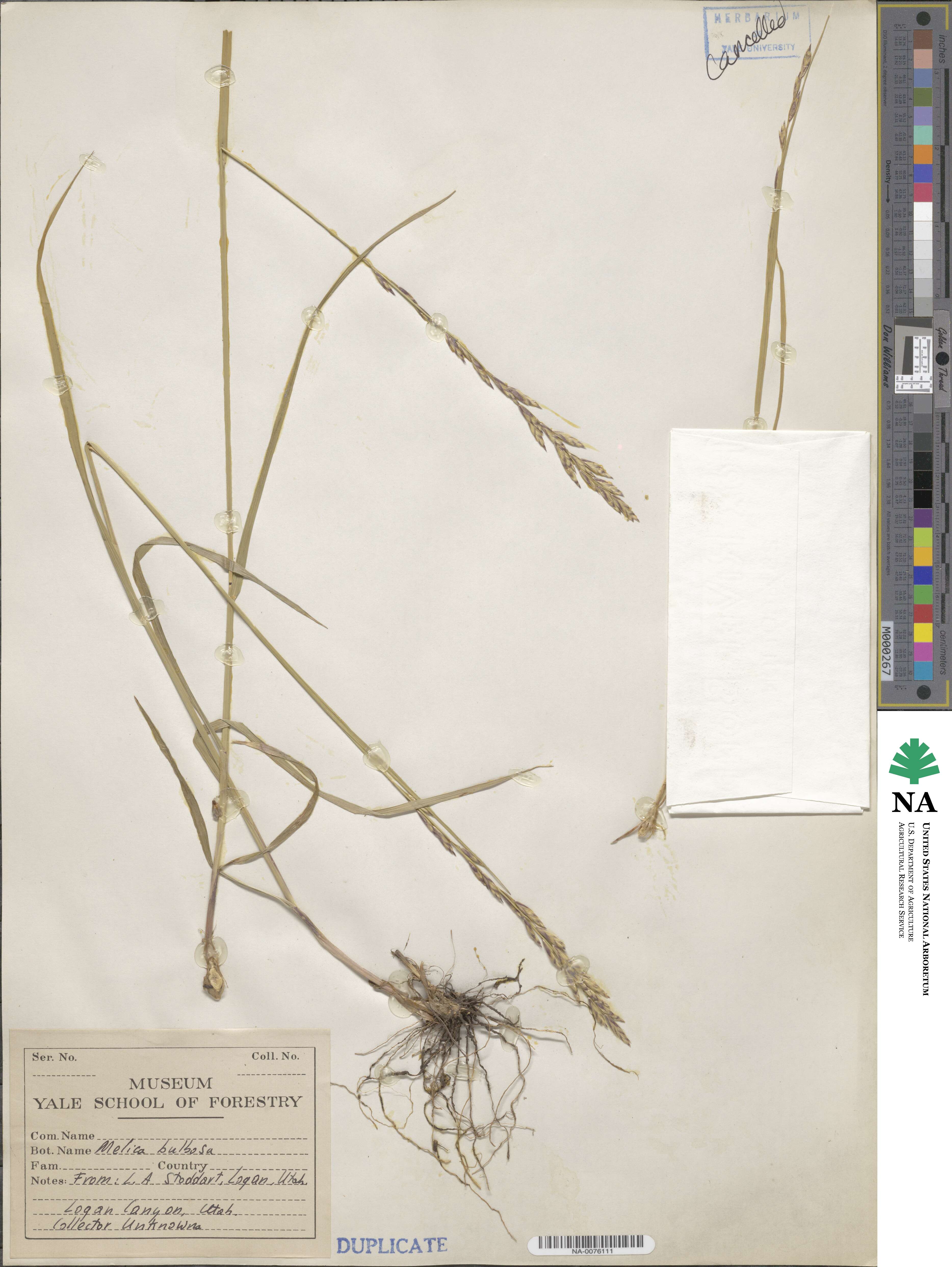 Melica bulbosa image