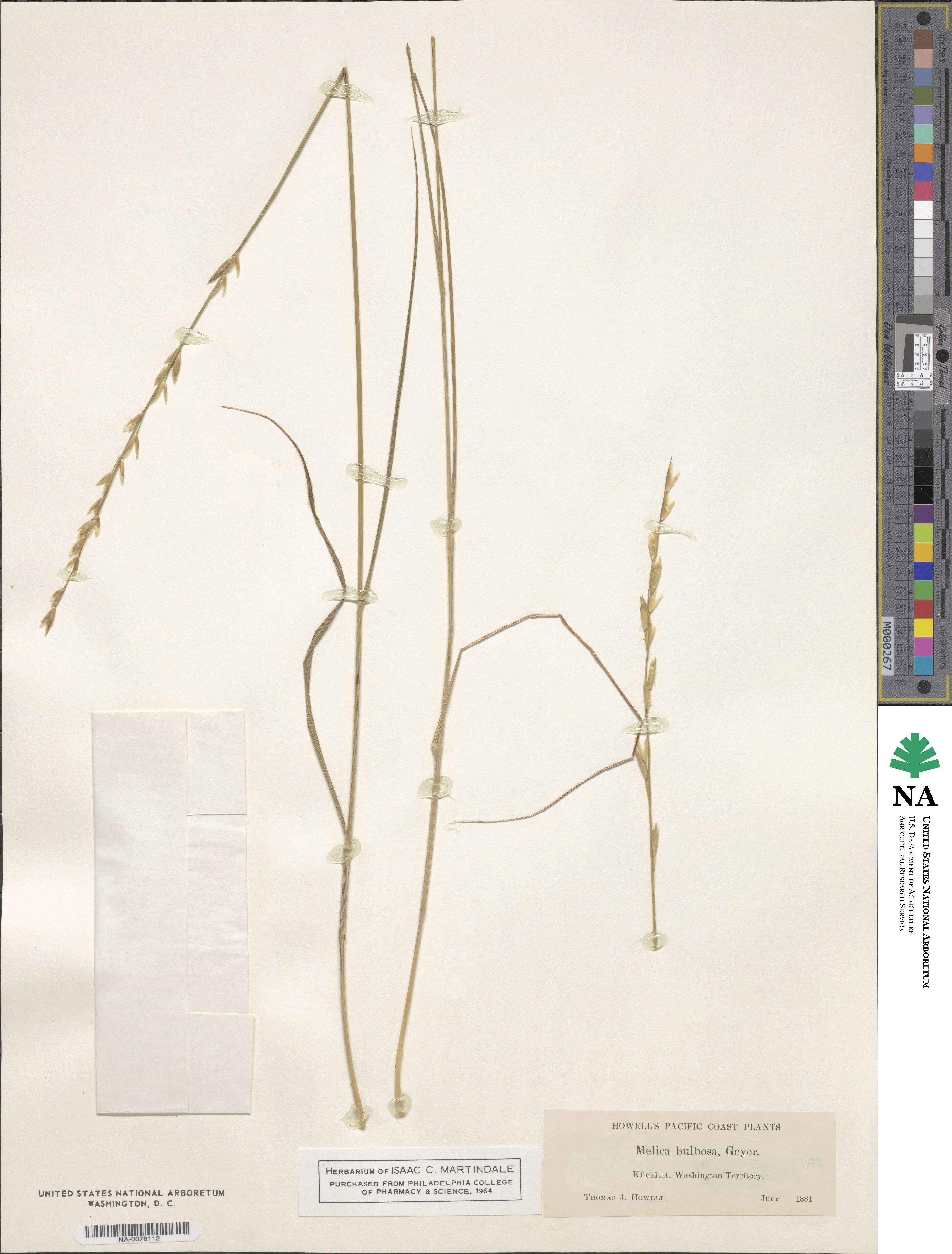 Melica bulbosa image