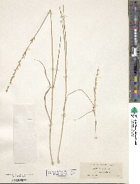 Melica bulbosa image