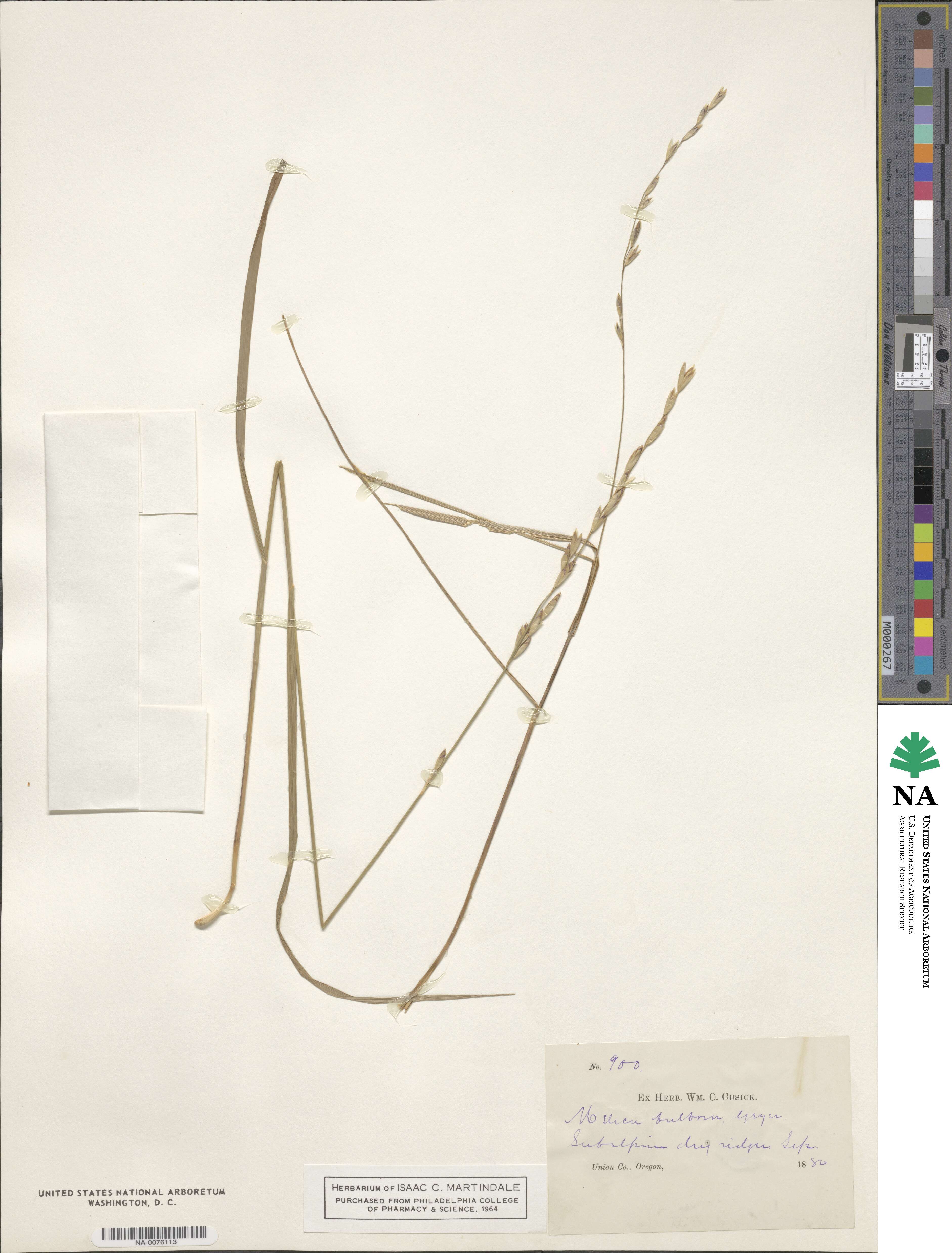 Melica bulbosa image