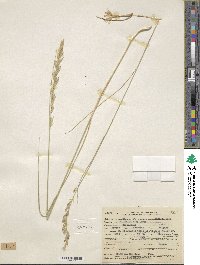 Melica bulbosa image