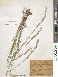 Melica bulbosa image