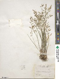 Melica bulbosa image