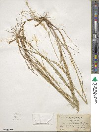 Melica bulbosa image