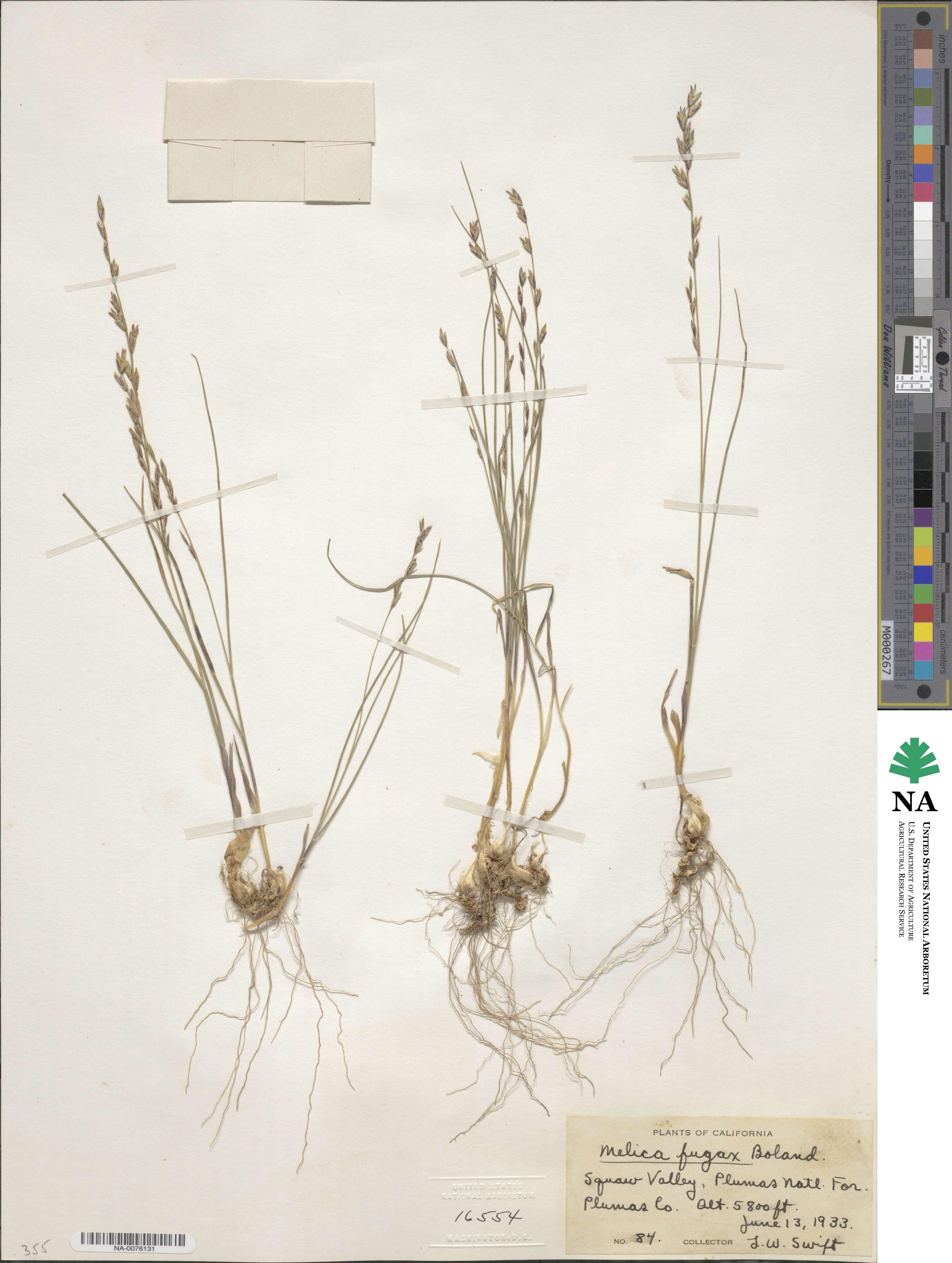 Melica fugax image