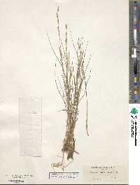 Melica harfordii image