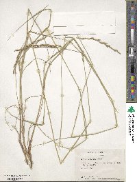 Melica harfordii image