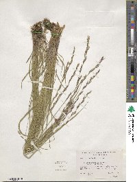 Melica harfordii image