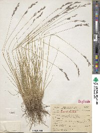 Melica harfordii image