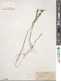 Melica bulbosa image