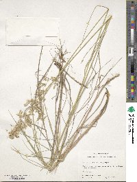 Image of Melica nitens