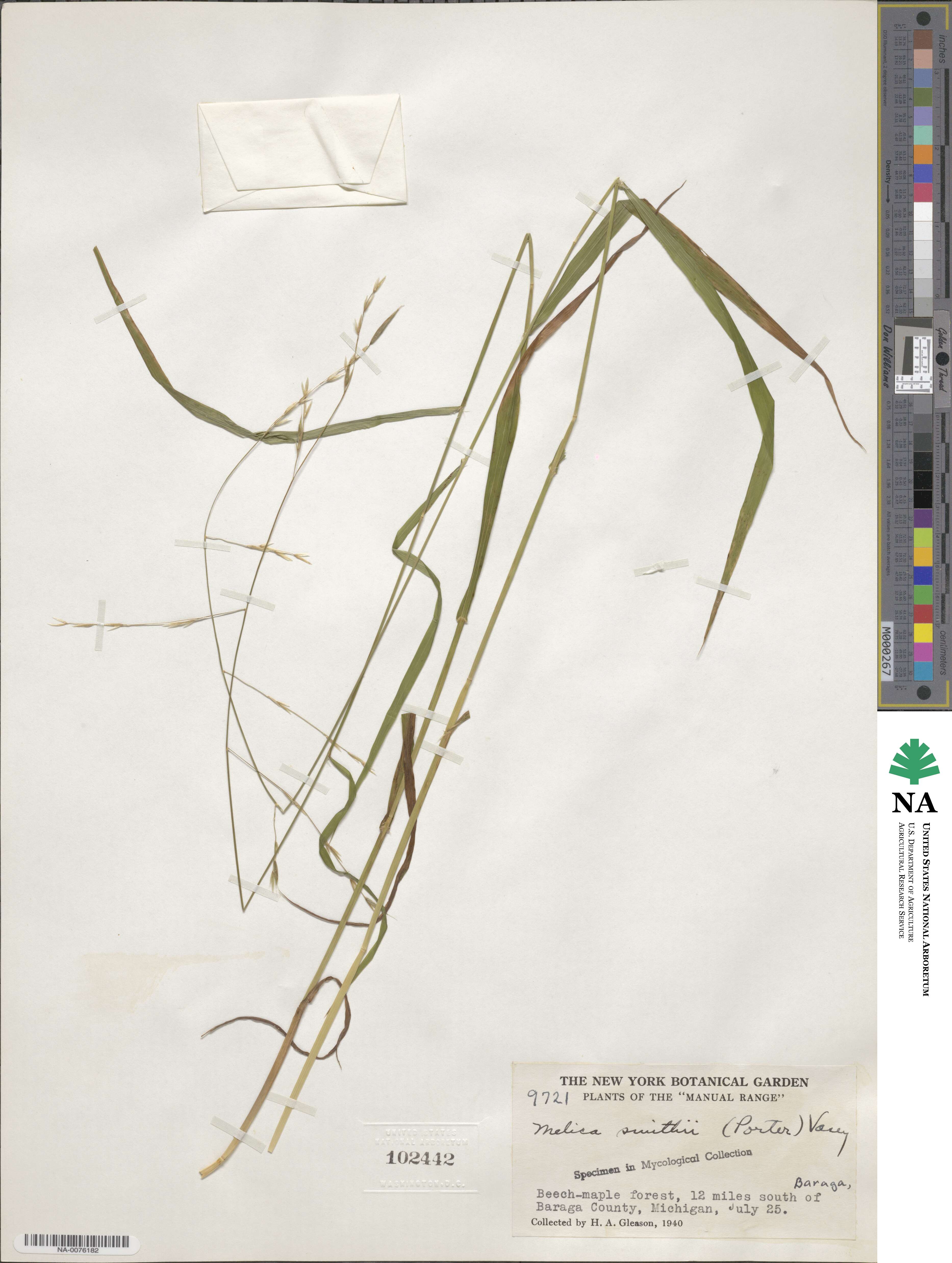 Melica smithii image