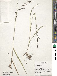 Melica spectabilis image