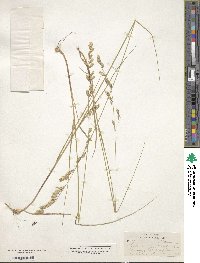 Melica spectabilis image