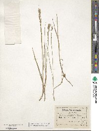 Melica spectabilis image