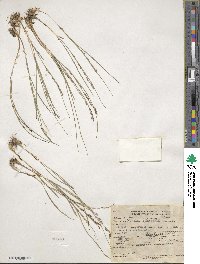 Melica spectabilis image