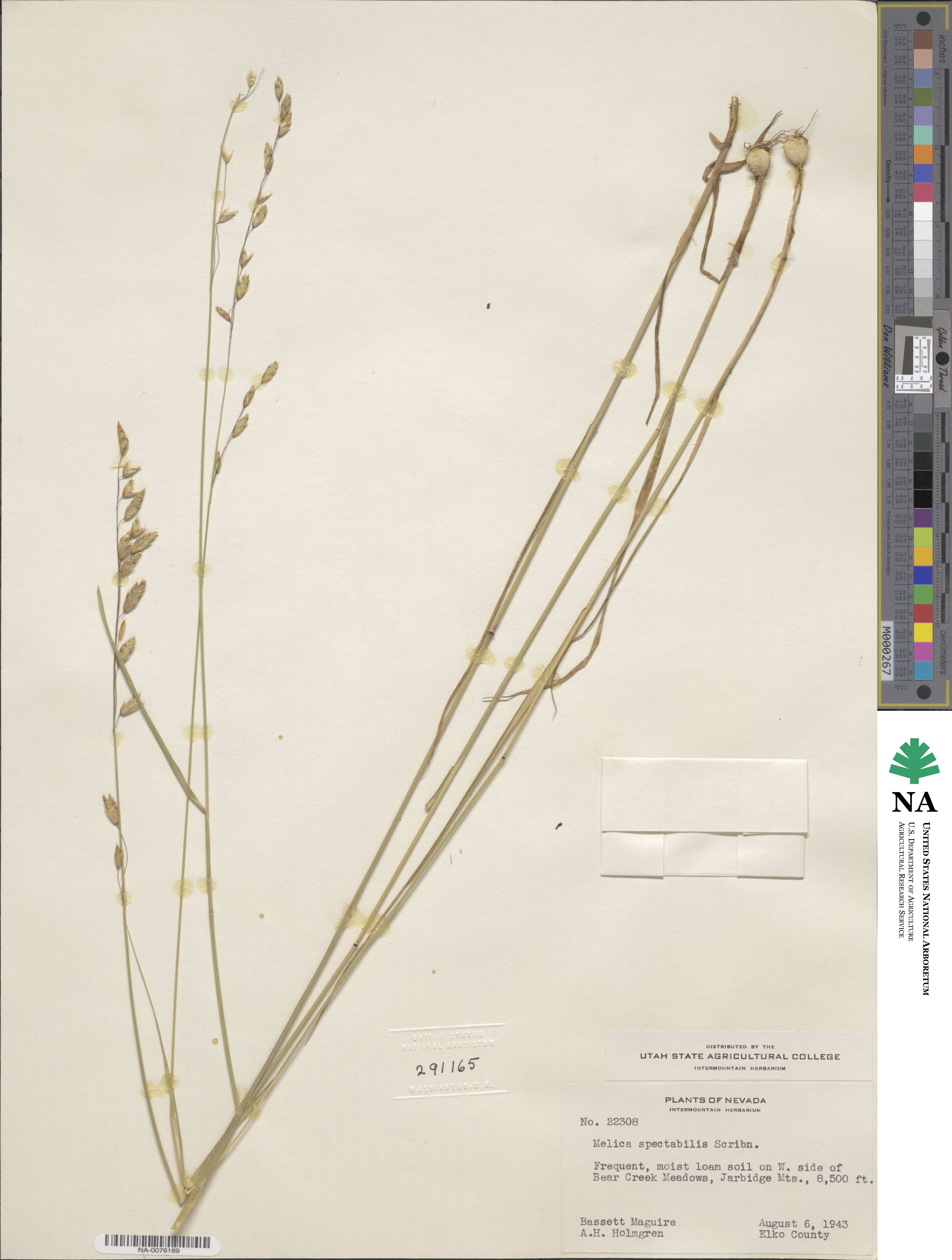 Melica spectabilis image