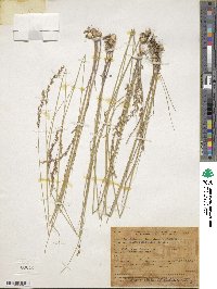 Melica spectabilis image