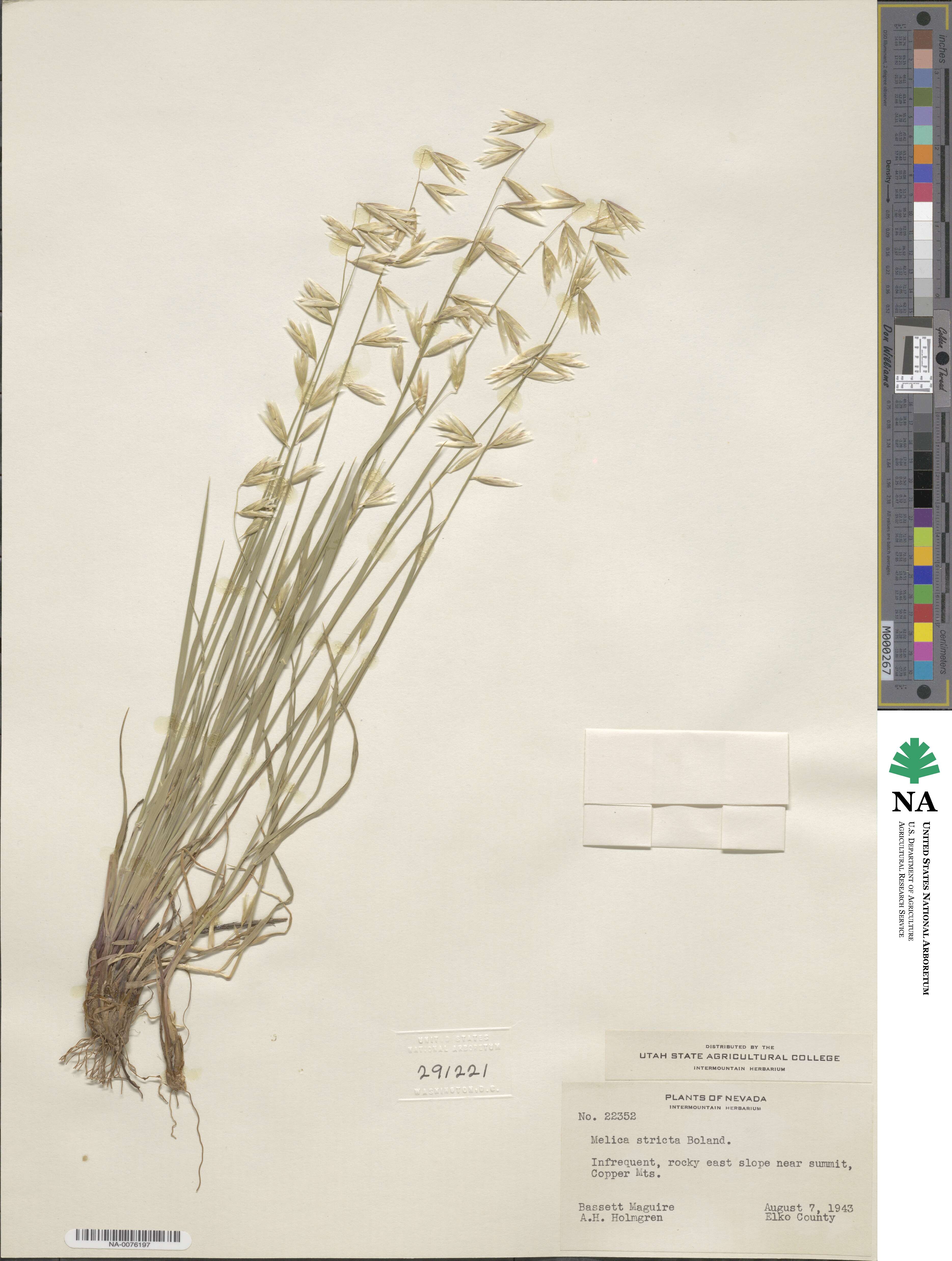 Melica stricta image